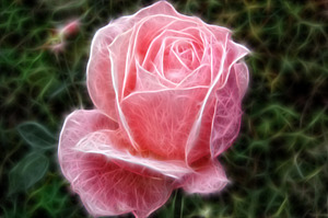 Фрактальный эффект из фотографии розы