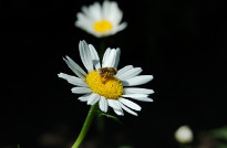 Bee on camomile photo