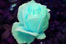 Photograph of the turquoise rose after changing the tone of the color