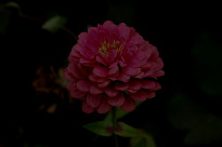 Тёмная фотография цветка