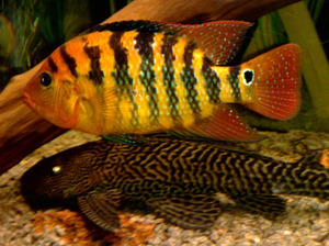 Фото аквариумных рыб с неправильной температурой цвета