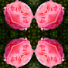 Эффект калейдоскопа из фотографии одной розовой розы