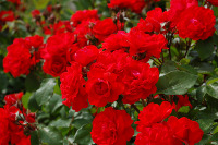 A small photograph of a bush of red roses before processing Small picture of a bush of red roses
