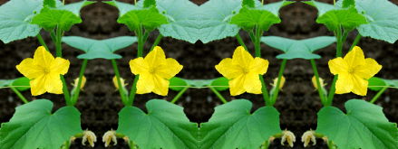 Зеркальный фотоколлаж из фотографии огуречного цветка