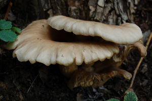 Mushrooms on tree, before Shadow/Highlight