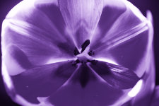 One tone purple picture