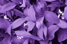 Однотонная фиолетовая картинка с ландышами