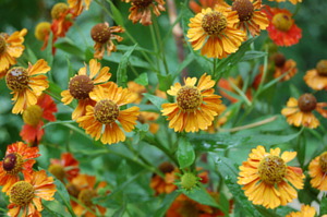 Orange flowers after rain