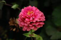 Осветлённая фотография розового цветка