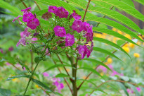 Purple flowers hiding from the rain under a young sprig