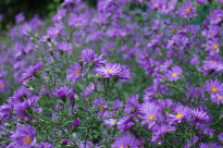Photo of purple flowers