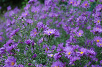 Autumn purple flowers