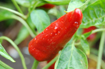 Красный горький перец на огороде, фото после дождя