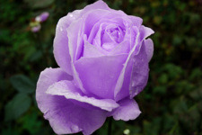 Purple rose