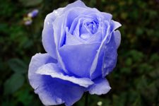 Синяя роза, розовый цвет заменён на синий
