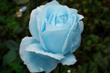 Turquoise rose