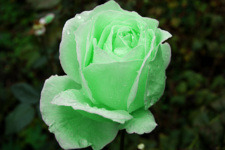 Green rose