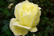 Yellow rose