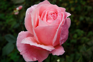 Фото розовой розы до обработки