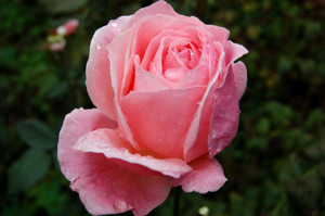 Фото розы