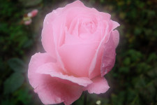 Розовая роза с эффектом мягкого света