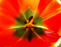 Red tulip closeup