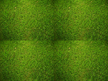 Photo of green grass